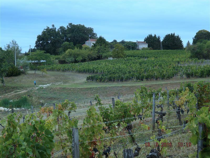 Clos Vieux Rochers Vineyard Puisseguin Exteriör bild